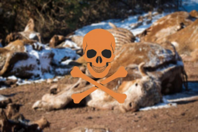 Загадочная гибель скота: найти источник аммиачного отравления коров в Бурятии не удалось