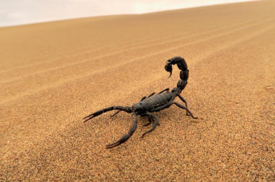 Экологические проблемы Гоби: немного о сторонах конфликта