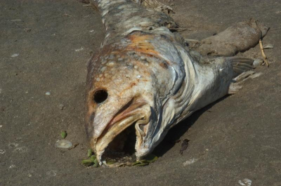 Отравляющее тепло: Гусиное озеро в Бурятии кишит паразитами и превращается в болото